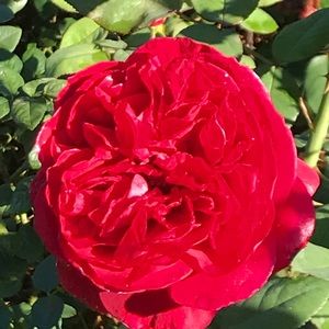 Meet your Posher, Ssoheir